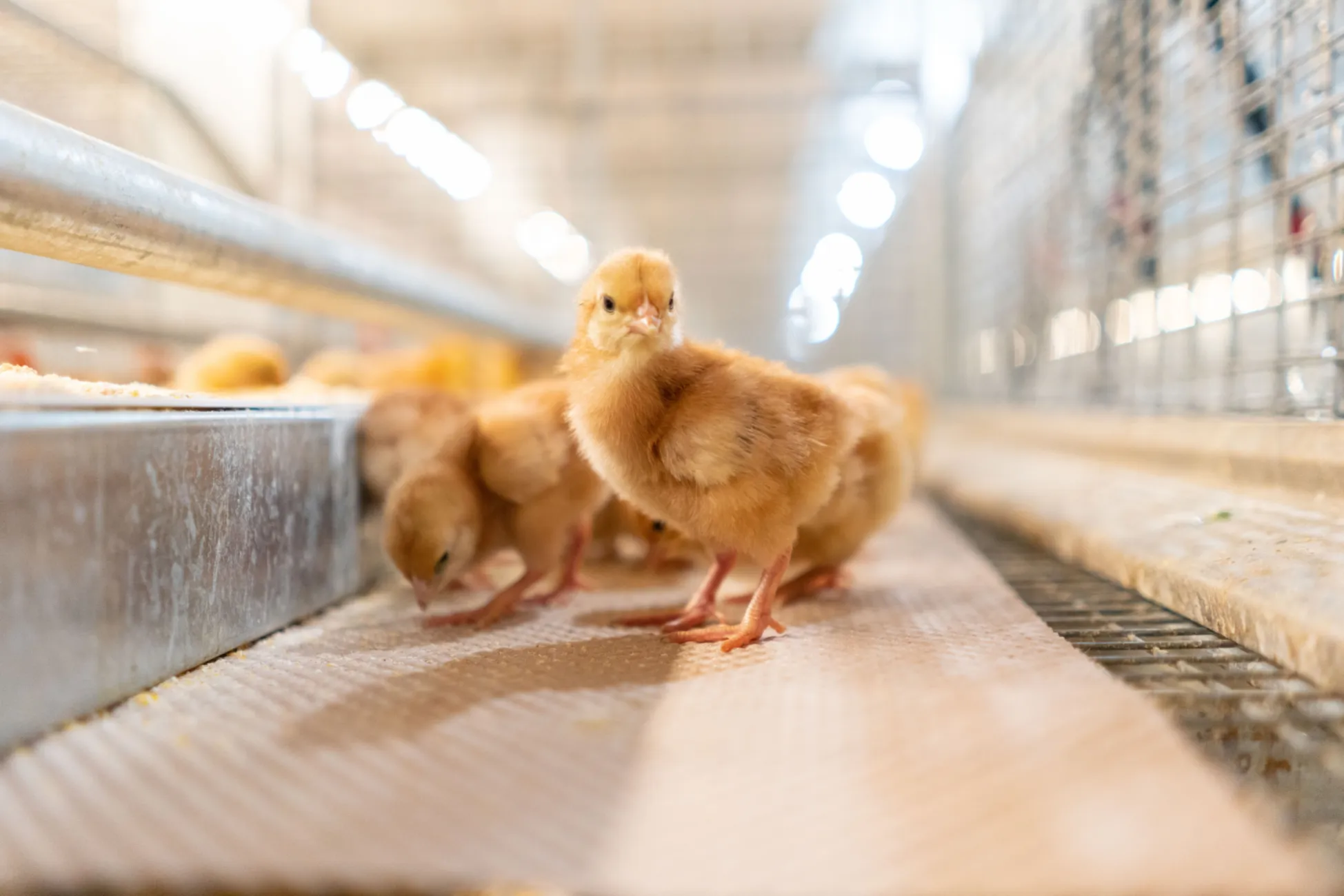 Highly Pathogenic Avian Influenza (HPAI)