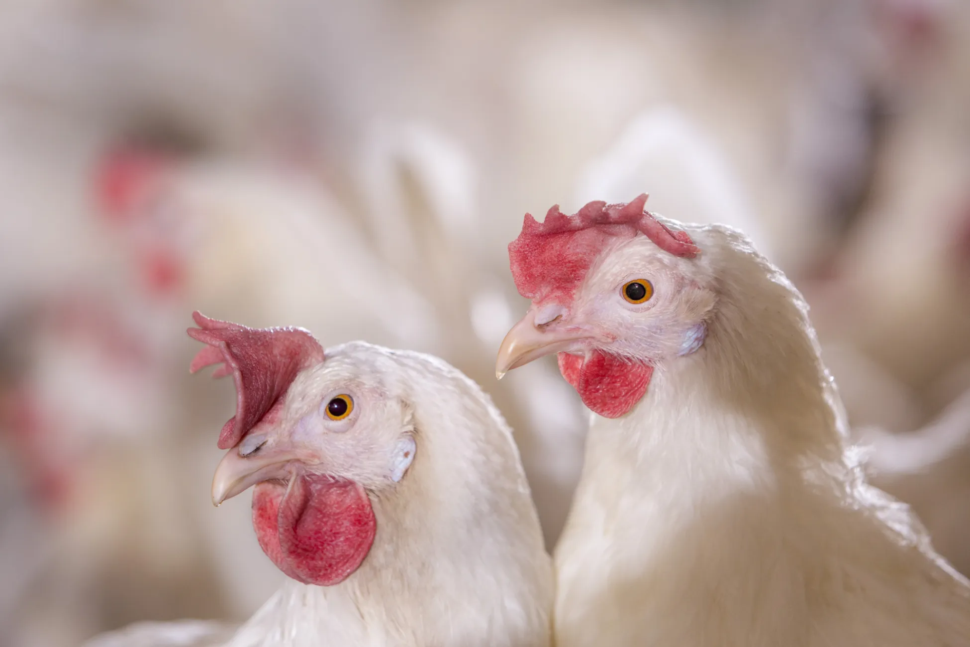 Iowa Poultry Import Permits: What You Need to Know