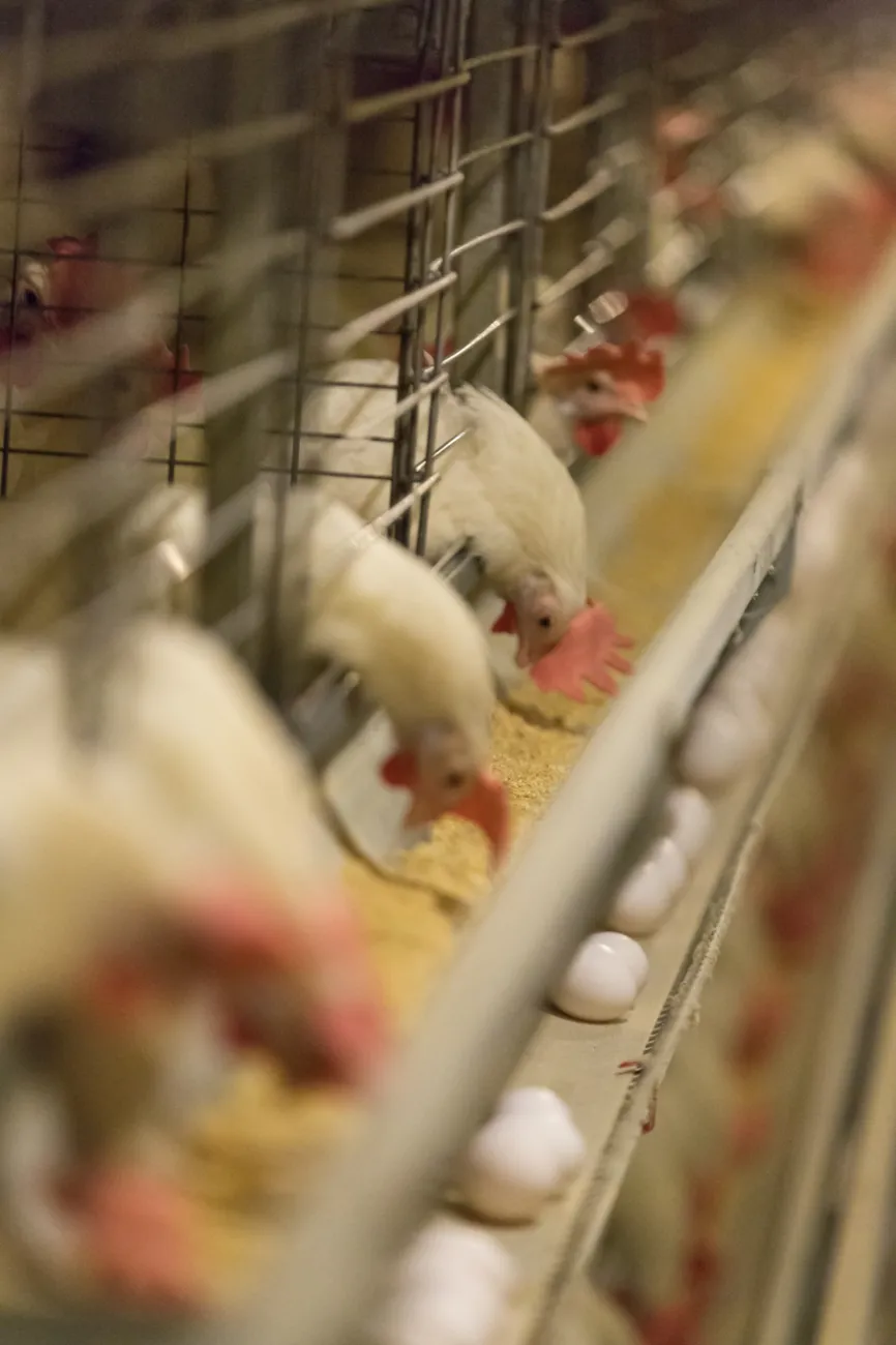 Pullorum-Typhoid Testing Agents by County